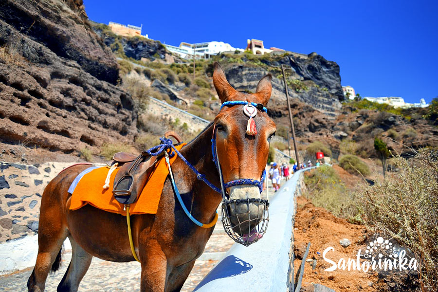 Donkey taxi, Thira, Santorini, Greece
