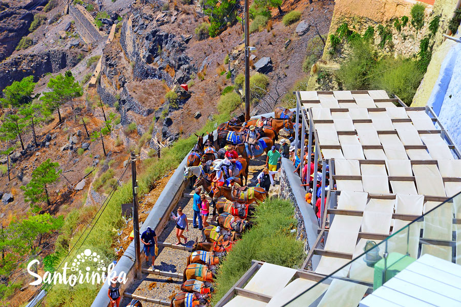 Donkey taxi service: on the right you can see a large line of people wanting a ride to the old port of Fira, Santorini, Greece